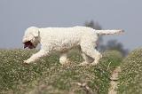LAGOTTO 078